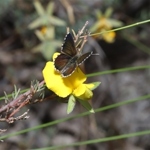 Neolucia agricola at Captains Flat, NSW - Today by Csteele4
