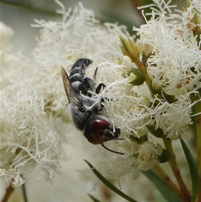 Megachile aurifrons (Golden-browed Resin Bee) at Hall, ACT - 6 Dec 2025 by Anna123