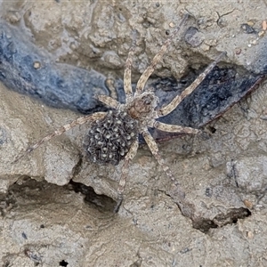 Unverified Wolf spider (Lycosidae) at Yass River, NSW - Today by SenexRugosus