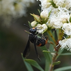 Hyleoides concinna (Wasp-mimic bee) at Hall, ACT - 6 Dec 2025 by Anna123