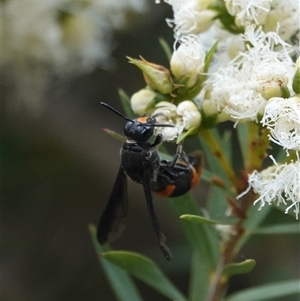 Hyleoides concinna (Wasp-mimic bee) at Hall, ACT - Today by Anna123