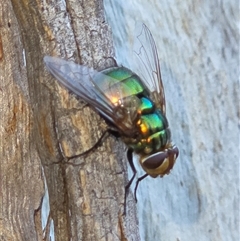 Unverified True fly (Diptera) at Goulburn, NSW - 4 Dec 2025 by glbn1