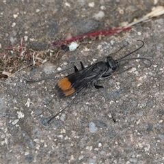 Calopompilus sp. (genus) at Hall, ACT - 6 Dec 2025 by Anna123