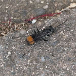 Calopompilus sp. (genus) at Hall, ACT - Today by Anna123
