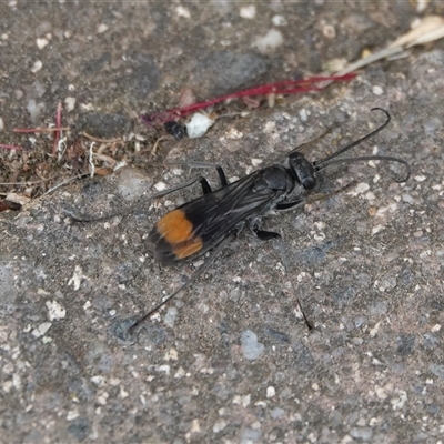 Calopompilus sp. (genus) at Hall, ACT - 6 Dec 2025 by Anna123