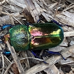 Lamprima aurata (Golden stag beetle) at Theodore, ACT - 6 Dec 2025 by Cardy