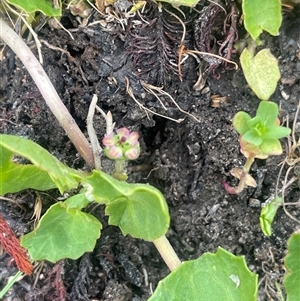 Centella asiatica at Wollogorang, NSW - Today by JaneR