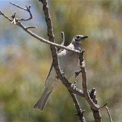 Philemon citreogularis at Young, NSW - 3 Dec 2025 by Anna123