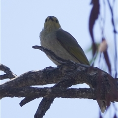 Ptilotula penicillata at Young, NSW - 3 Dec 2025 by Anna123