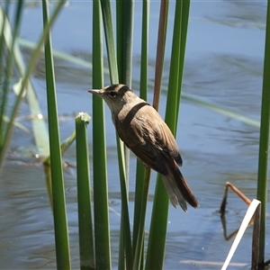 Acrocephalus australis at Young, NSW - 3 Dec 2025 by Anna123