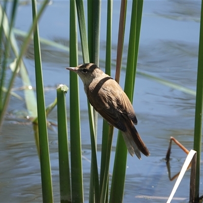 Acrocephalus australis at Young, NSW - 3 Dec 2025 by Anna123