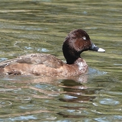 Aythya australis (Hardhead) at Young, NSW - 3 Dec 2025 by Anna123