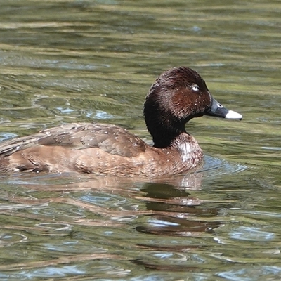Aythya australis (Hardhead) at Young, NSW - 3 Dec 2025 by Anna123
