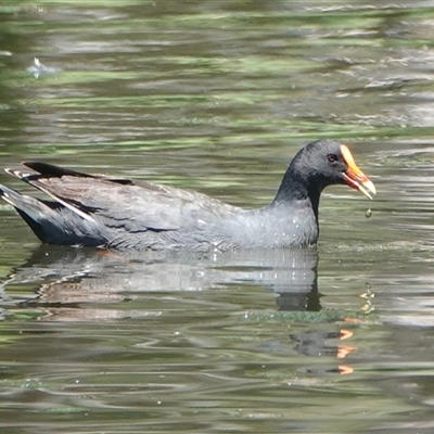 Gallinula tenebrosa (Dusky Moorhen) at Young, NSW - 3 Dec 2025 by Anna123