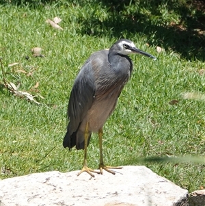 Egretta novaehollandiae at Young, NSW - 3 Dec 2025 by Anna123