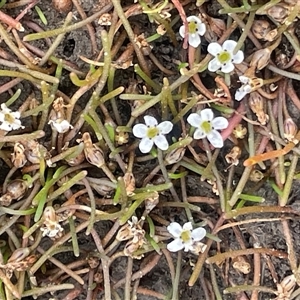 Limosella australis (Austral Mudwort) at Wollogorang, NSW - Today by JaneR