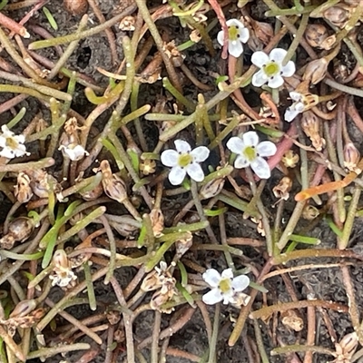 Limosella australis (Austral Mudwort) at Wollogorang, NSW - 6 Dec 2025 by JaneR