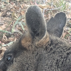 Wallabia bicolor (Swamp Wallaby) at Kambah, ACT - 6 Dec 2025 by HelenCross