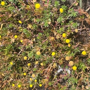 Cotula coronopifolia at Wollogorang, NSW - Today by JaneR