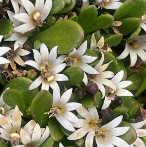 Goodenia radicans at Wollogorang, NSW - Today by JaneR