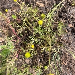 Ranunculus inundatus (River Buttercup) at Wollogorang, NSW - 6 Dec 2025 by JaneR