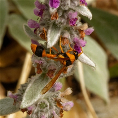 Delta bicinctum at Downer, ACT - 6 Dec 2025 by RobertD