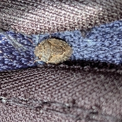 Unverified Insect at Gungahlin, ACT - 6 Dec 2025 by chriselidie