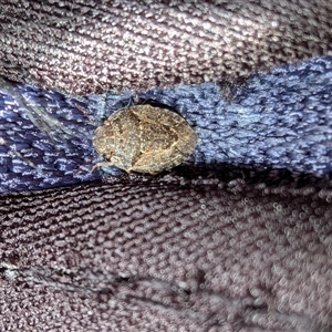 Unverified Insect at Gungahlin, ACT - Today by chriselidie