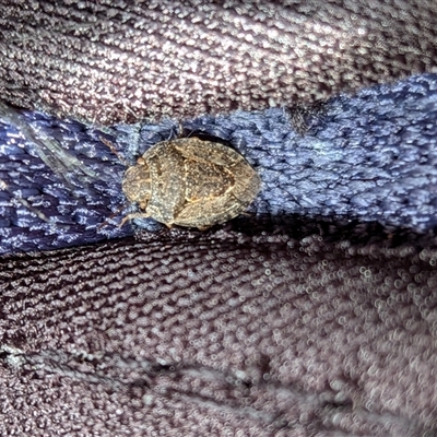 Unverified Insect at Gungahlin, ACT - 6 Dec 2025 by chriselidie