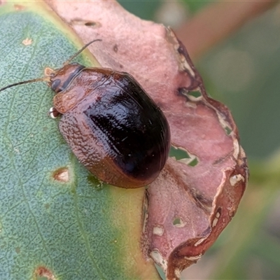 Paropsisterna cloelia (Eucalyptus variegated beetle) at Gungahlin, ACT - 6 Dec 2025 by chriselidie