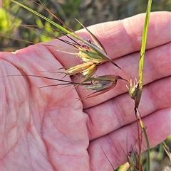Themeda triandra (Kangaroo Grass) at Hawker, ACT - 6 Dec 2025 by sangio7
