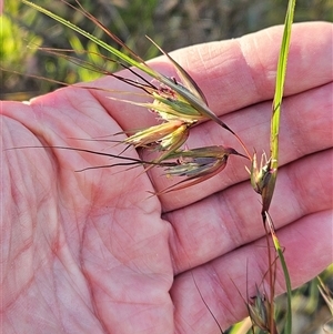 Themeda triandra at Hawker, ACT - Today by sangio7