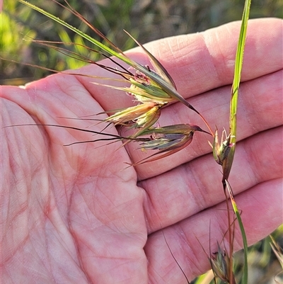 Themeda triandra (Kangaroo Grass) at Hawker, ACT - 6 Dec 2025 by sangio7
