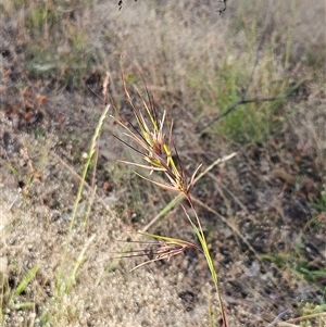 Themeda triandra at Hawker, ACT - Today by sangio7