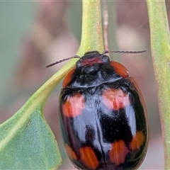 Paropsisterna beata (Blessed Leaf Beetle) at Gungahlin, ACT - 6 Dec 2025 by chriselidie