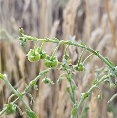 Cynoglossum australe at Hawker, ACT - 6 Dec 2025 by sangio7
