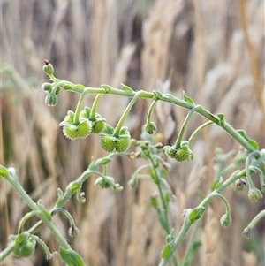 Cynoglossum australe at Hawker, ACT - Today by sangio7