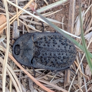 Helea ovata at Gungahlin, ACT - Today by chriselidie