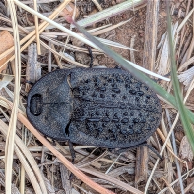 Helea ovata (Pie-dish beetle) at Gungahlin, ACT - 6 Dec 2025 by chriselidie