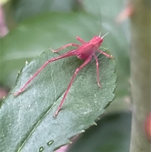 Unverified Grasshopper, Cricket or Katydid (Orthoptera) at Gilmore, ACT - 6 Dec 2025 by Melmo