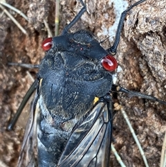 Psaltoda moerens (Redeye cicada) at Greenway, ACT - 6 Dec 2025 by SteveBorkowskis