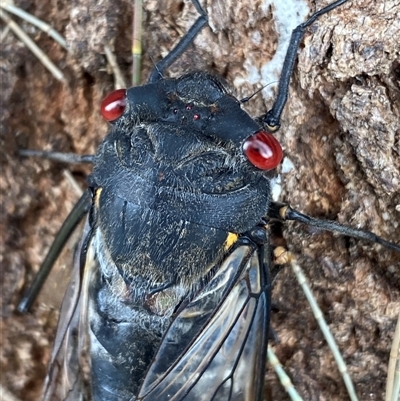 Psaltoda moerens (Redeye cicada) at Greenway, ACT - 6 Dec 2025 by SteveBorkowskis
