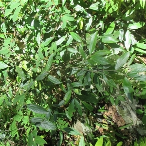 Rhodomyrtus pervagata at Upper Daintree, QLD - 18 Nov 2017 by JasonPStewart