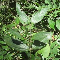 Unverified at suppressed - suppressed