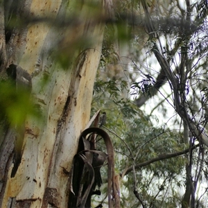Climacteris picumnus victoriae at Bemboka, NSW - 7 Nov 2025 by RG