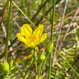 Liparophyllum exaltatum (Erect Marshflower) at Bundanoon, NSW - Yesterday by JaneR
