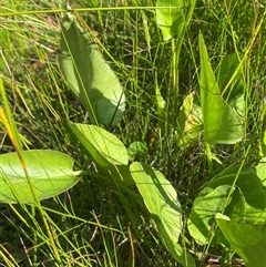 Liparophyllum exaltatum at Bundanoon, NSW - 6 Dec 2025 09:14 AM