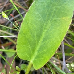 Liparophyllum exaltatum at Bundanoon, NSW - 6 Dec 2025 09:14 AM