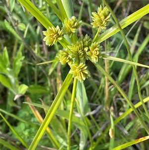 Cyperus eragrostis (Umbrella Sedge) at Bundanoon, NSW - Yesterday by JaneR