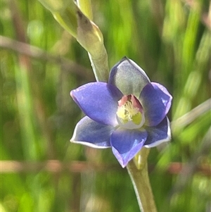 Thelymitra (genus) at Bundanoon, NSW - Yesterday by JaneR